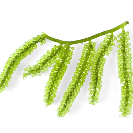 
100% Fresh Export Standard Quality Sea Grapes Wholesale Origin Viet Nam 