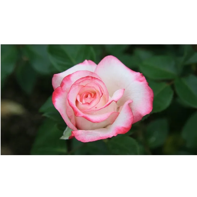 Real Rose Roses Lake Green Rose flower Red Champagne Pink Red Purple Wholesale Factory Price for wedding fresh