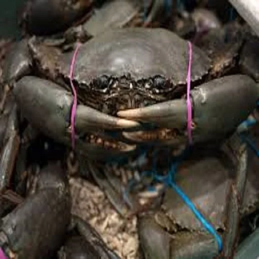 Высококачественный живой кокосовый Краб/живые грязевые крабы/Живой Королевский краб