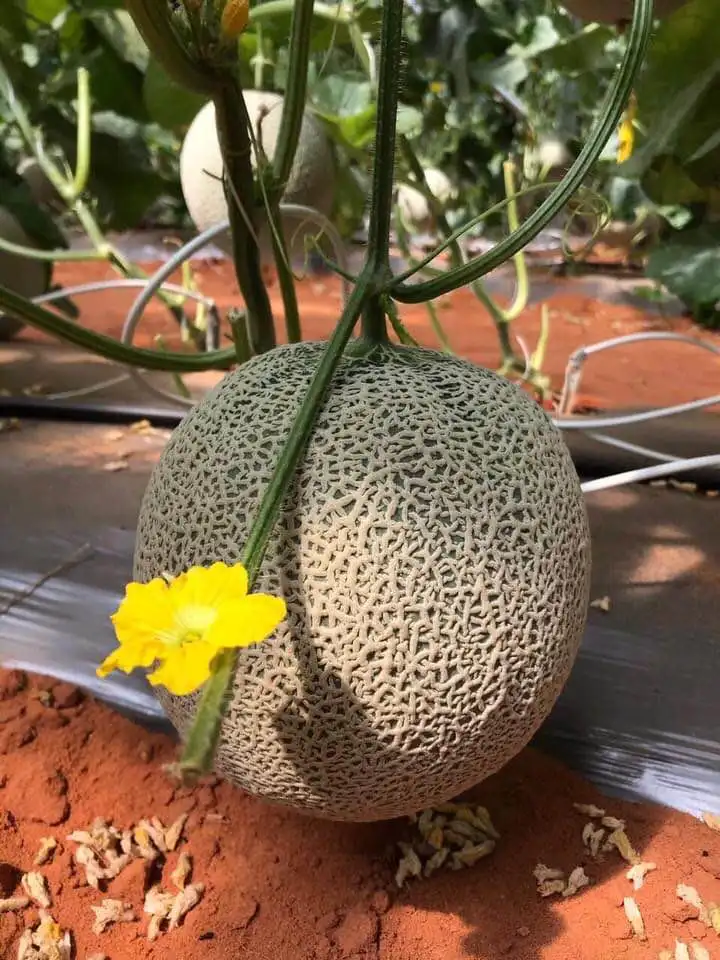 Juicy Melon Orange Flesh Cantaloupe Grown Up On Wind And Sun Farm Global Gap Certification From Vietnam