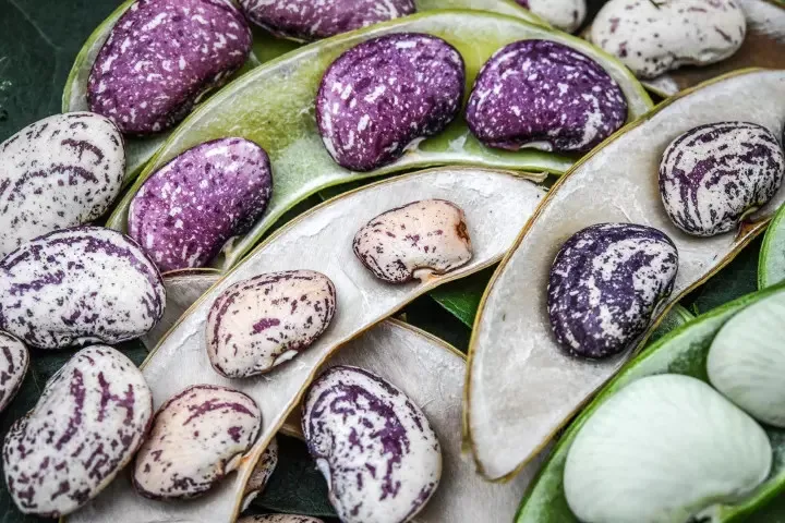 Orsafarm Christmas Lima Beans Newest Crop Year From 5kg/pack High Quality Soil 5kg/pack made in Viet Nam Kidney beans for sale