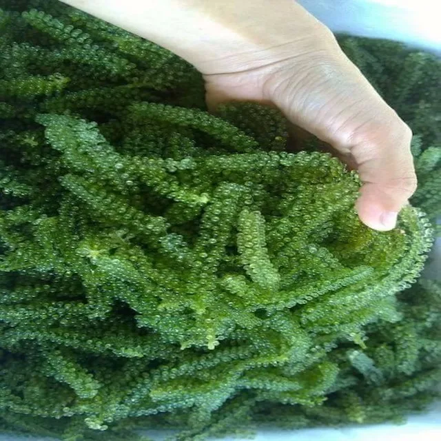 
GOOD PRICE OF SEAGRAPE_SEAWEED_HIGH QUALITY 