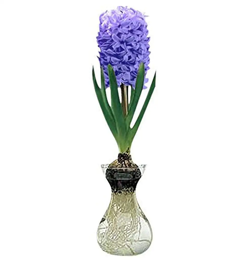 BULB VASE FLOWER Plant Terrarium with Wooden Stand, Air Planter Bulb Glass Vase Metal Swivel Holder Retro Tabletop