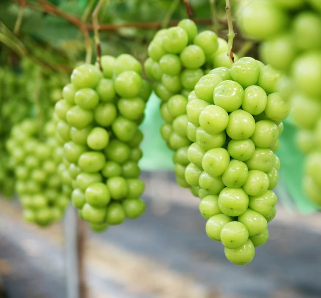 
Korean Seedless Natural Fresh Green Grapes Fruit Delicious Sweet Shine Muscat 