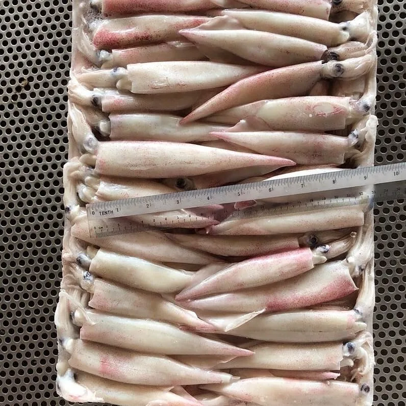 Свежий замороженный цельный кальмар с круглой иглой по лучшей цене для 2/3 3/5 4/5 4/6 5/7 (дюймы/шт), размер из малайзии