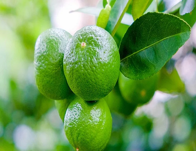 Supplying fresh lime with seed/seedless from Vietnam with top quality _Vikafoods (+84983028718)