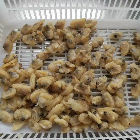 
FAST DELIVERY FREEZING CLAM MEAT/ frozen boiled fresh baby clam mea 