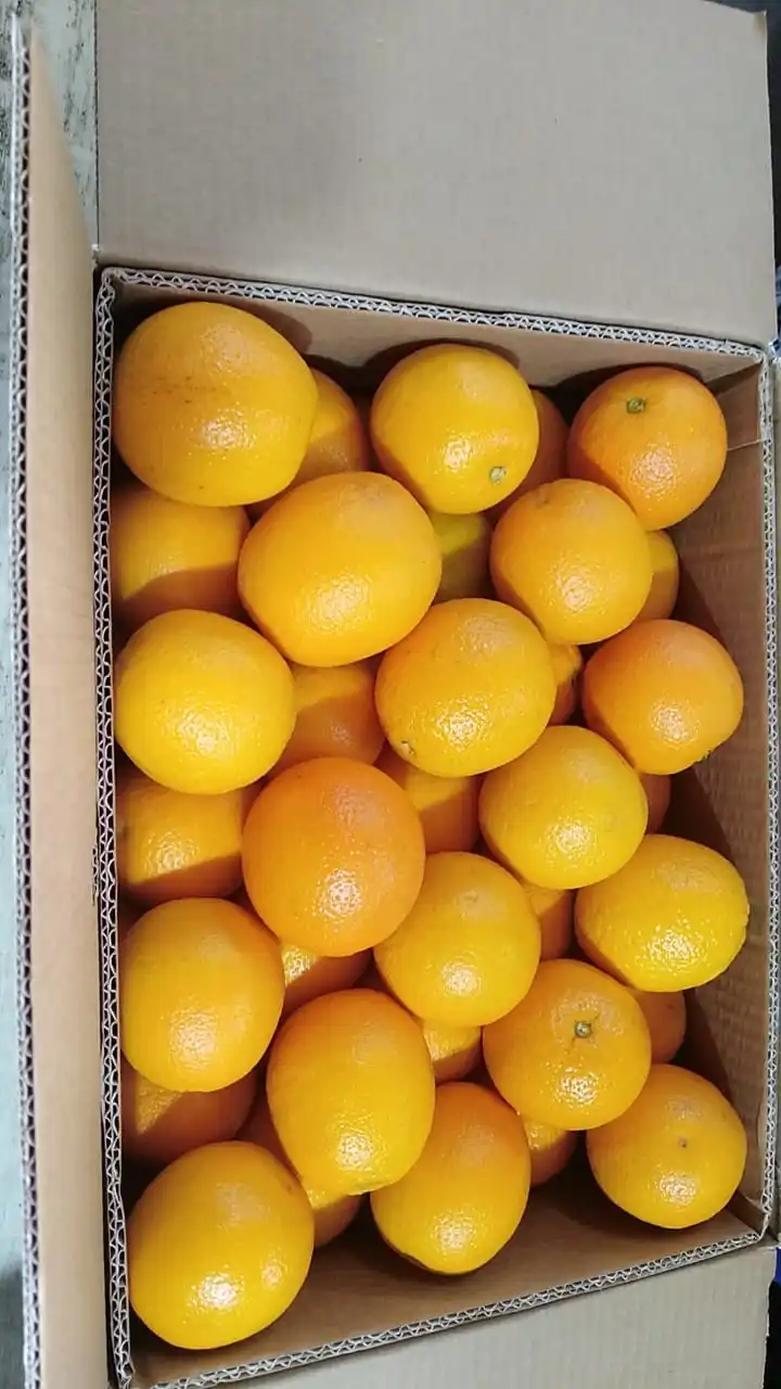 Высококачественная египетская свежая здоровая натуральная оранжевая коробка для соков, 15 кг