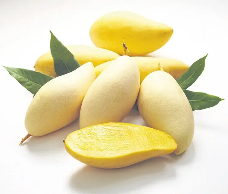 
Best seller Fresh Mango Premium grade from Thailand By SP Organic International 