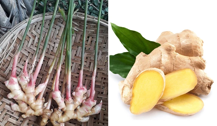 Fresh Ginger - 100% Organic Ginger made in Viet Nam Export vegetable Wholesale 2021 Newest crop Cheap Price
