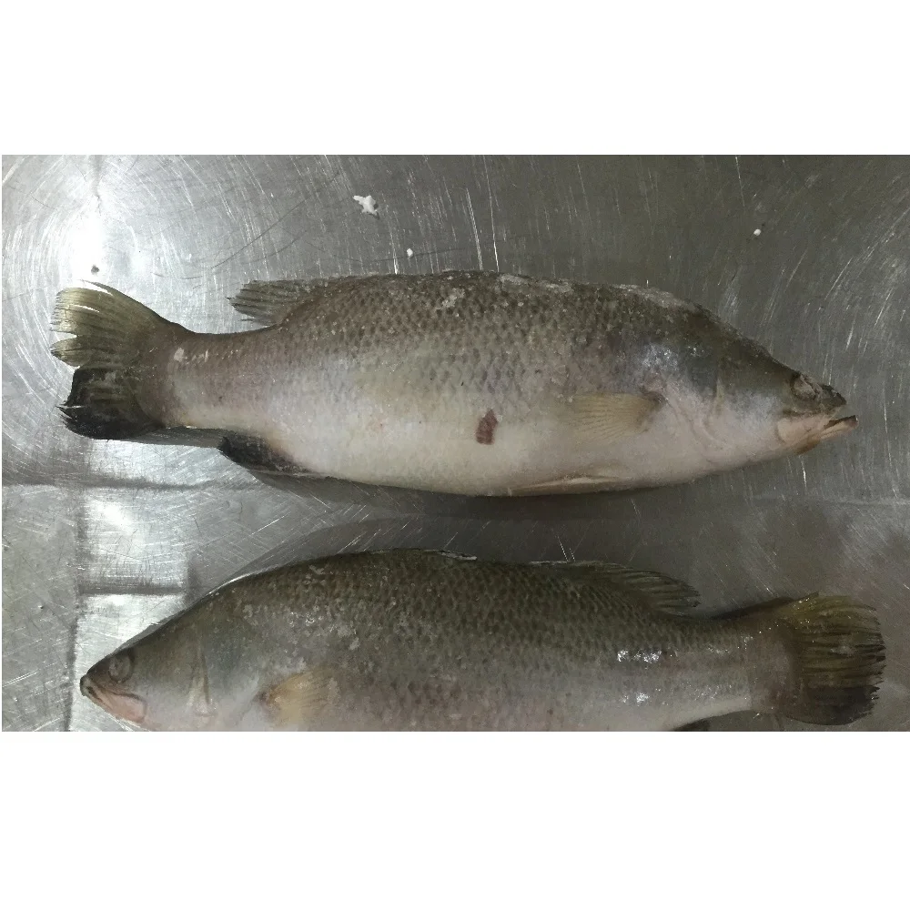 Баррамунди весь