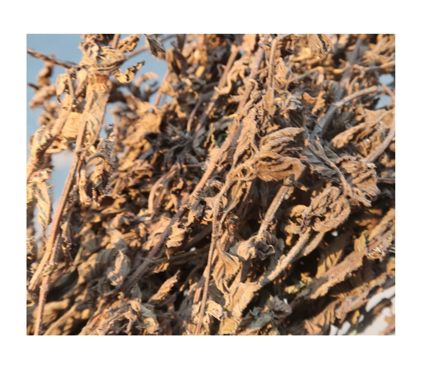 
DRIED BLACK GRASS JELLY LEAVES AND STICKS 