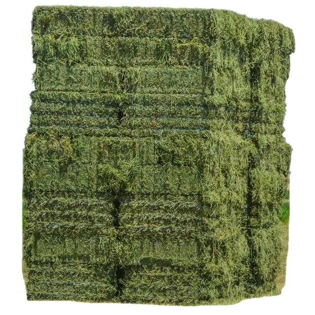 High Quality Pakistani Lush Green Moisture Controlled Alfalfa Hay Big Bales For Sale in Bulk Quantity