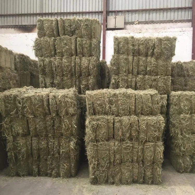Guinea Grass Hay