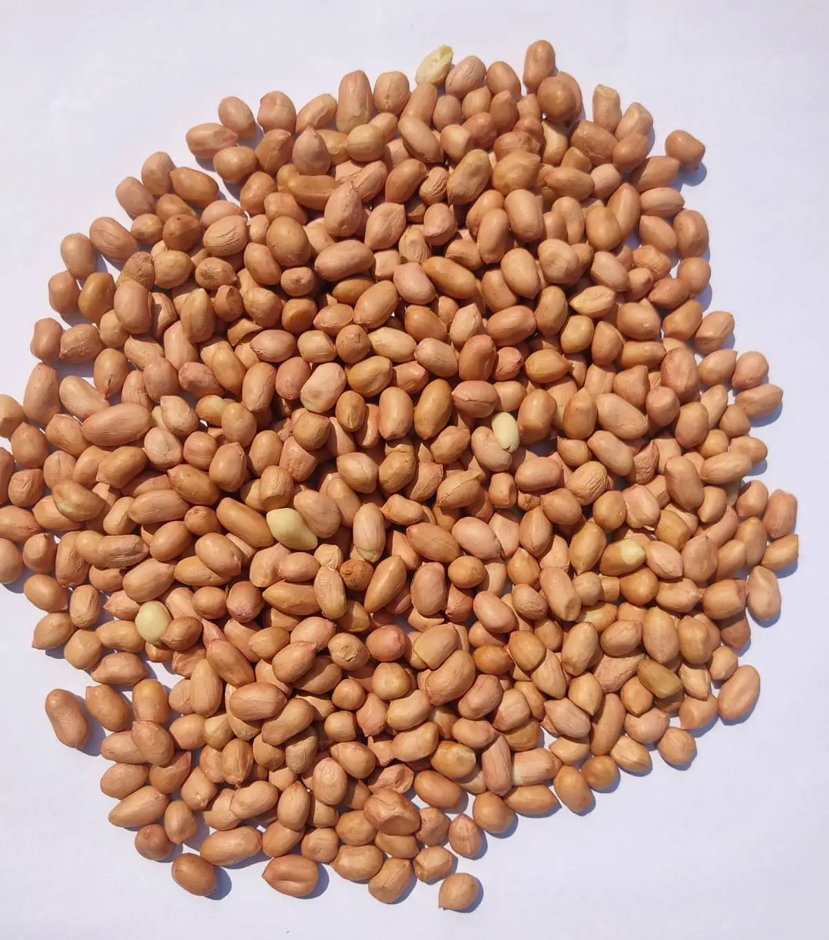 Red peanut blanched kernels Bold PeanutsBlanched Peanuts Java Peanuts/ Raw Kernel / Peanut in