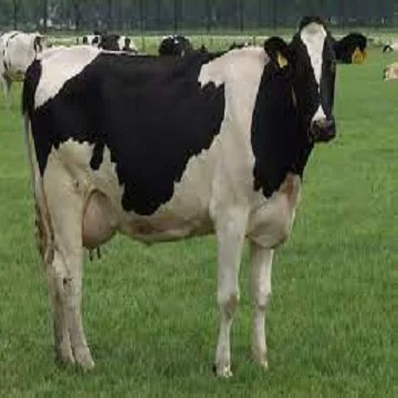 Holstein cows