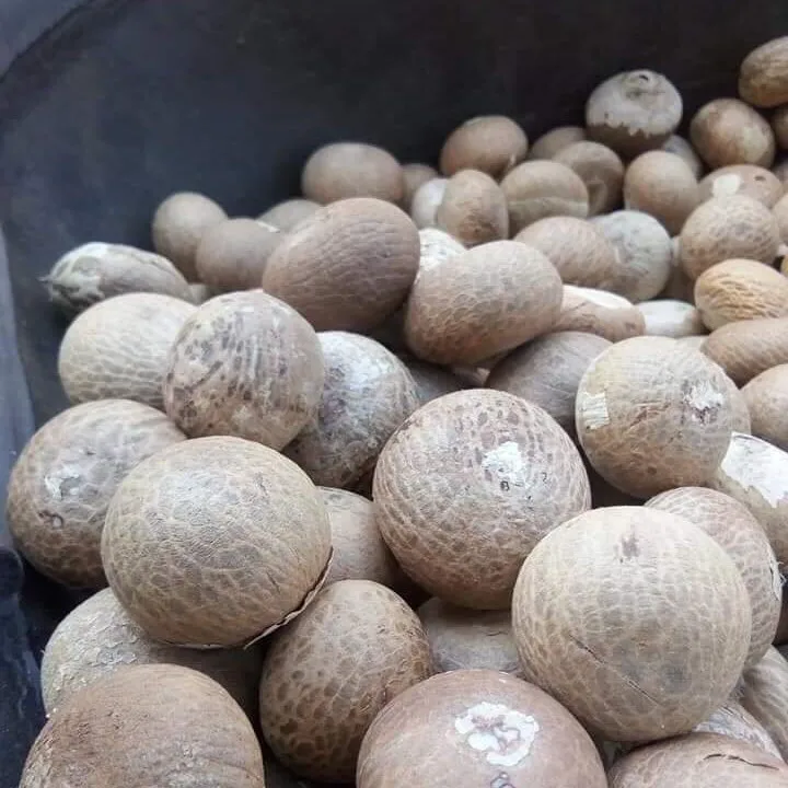 Single spices & herbs Whole Supari From Vietnam/ Areca nut/ Betel nut