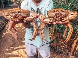 Королевские крабы замороженные