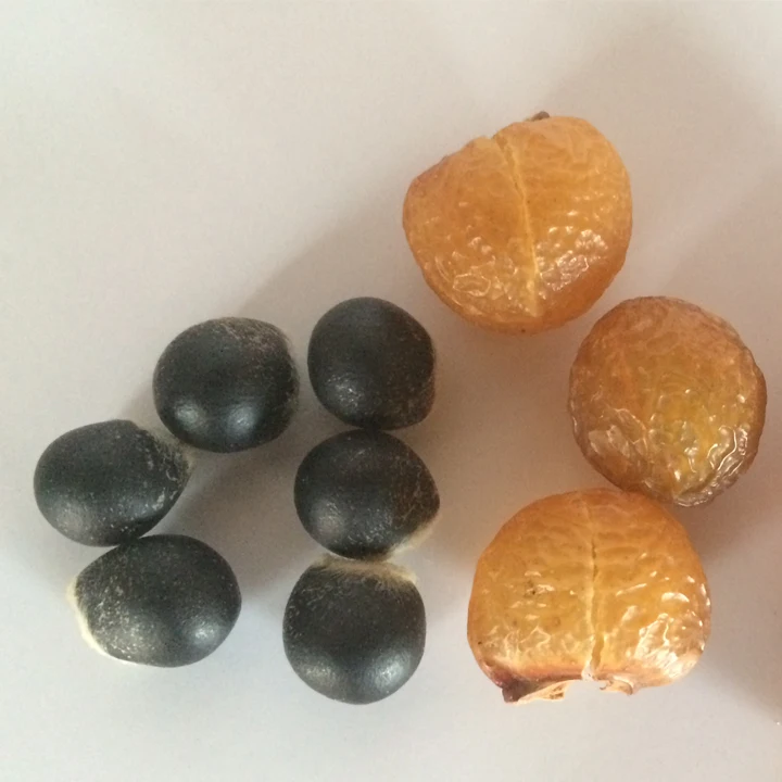 Himalayan Soap Nuts from Nepal, Soap Nuts shells bulk supplier, wild crafted soap nuts wholesale