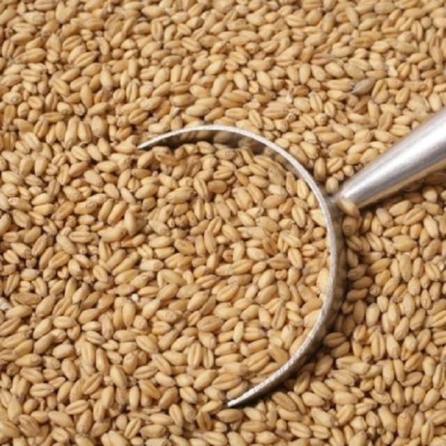 
Premium quality Rye grains for sale 