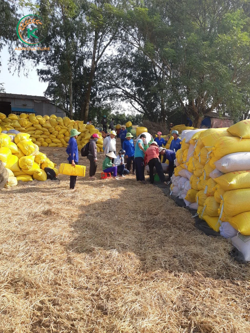 Best Cheapest Price  Vietnam Rice St24 October 2021 Whole Sale For Export