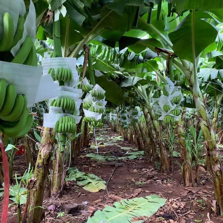 Органическое банановое происхождение во Вьетнаме помогает улучшить состояние здоровья с картонной упаковкой