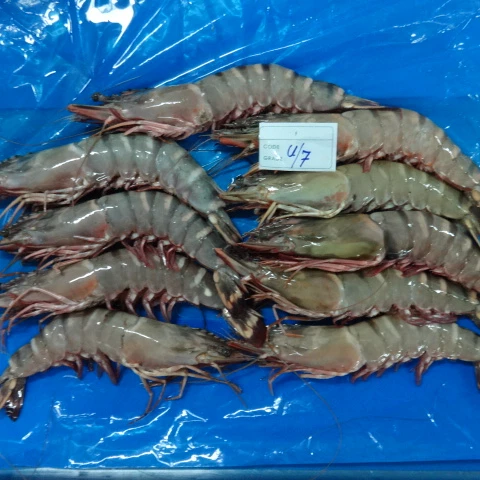 BLACK TIGER SHRIMPS SEA CAUGHT