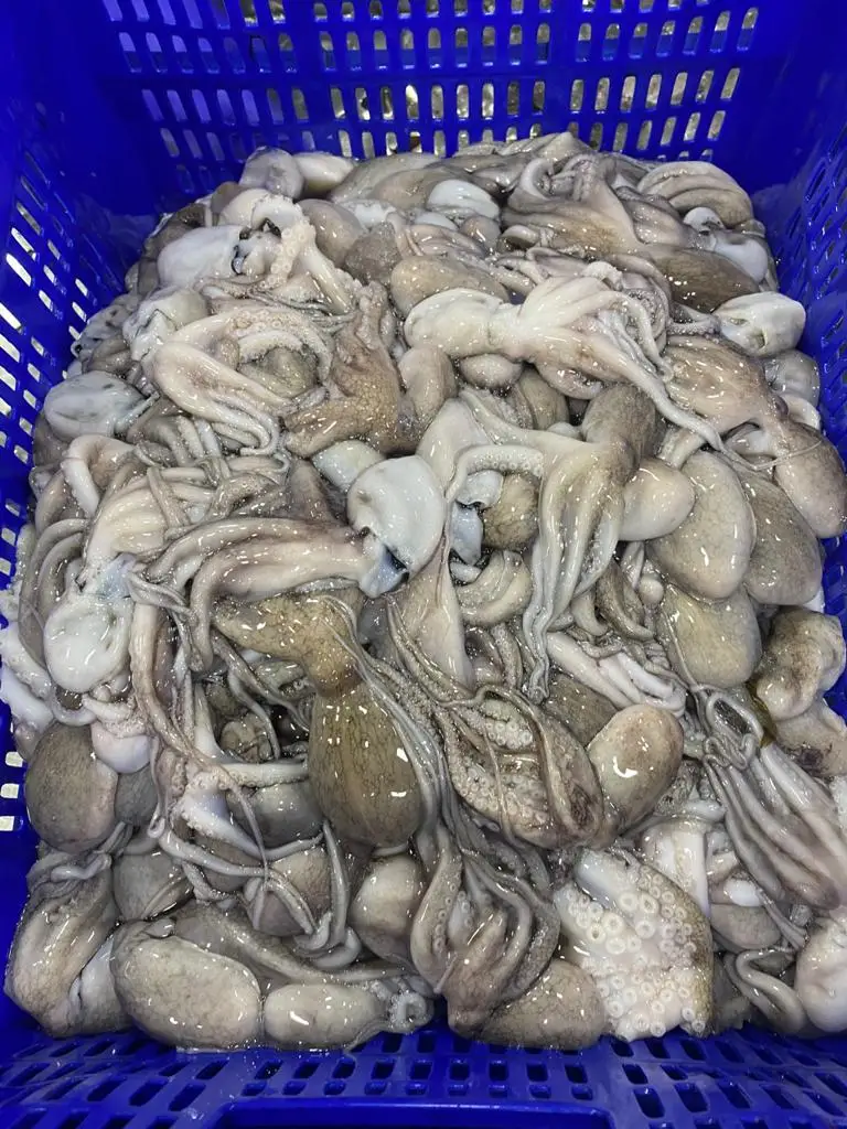 Block frozen Octopus whole from India