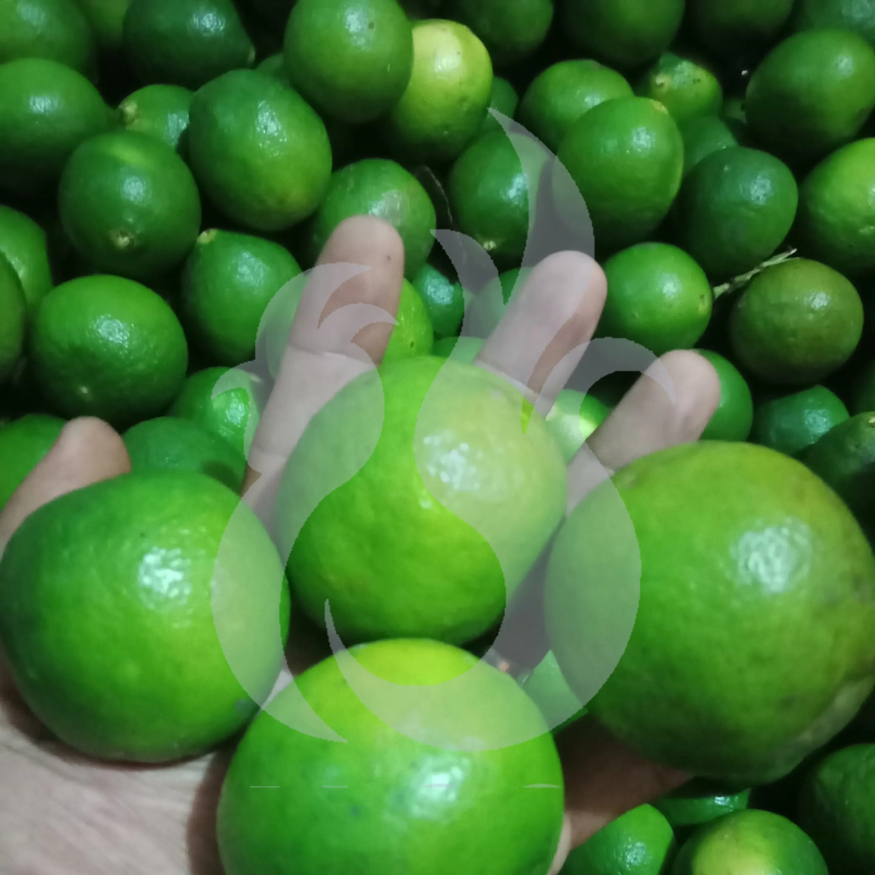 
Fresh Lime Fruits From Indonesia With Best Quality 
