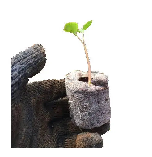 Coir торфяной кирпич для сельского хозяйства гидропонная посадка Органическая прессованная Коко многопролетная сельскохозяйственная зеленая лучшего урожая