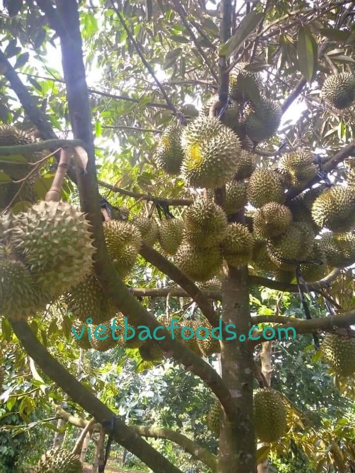 
fresh durians 