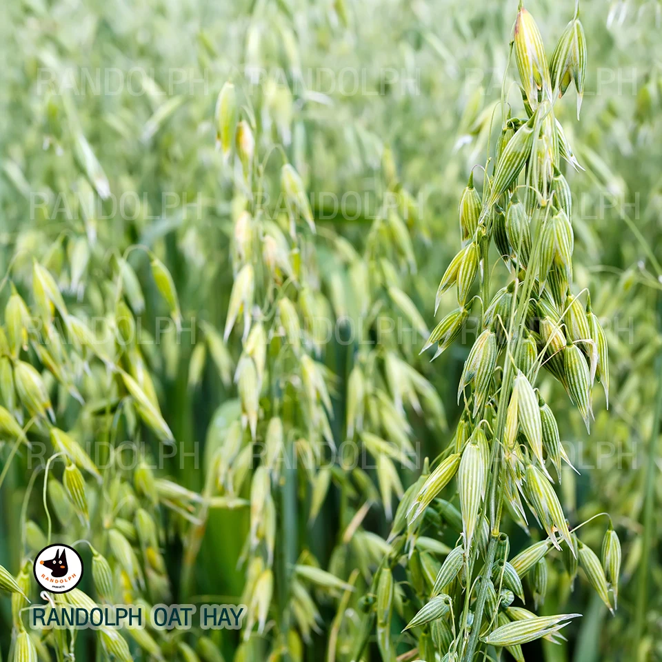 Oat Pellet With Seven Probiotics and Minerals For Small Animals Product from Thailand