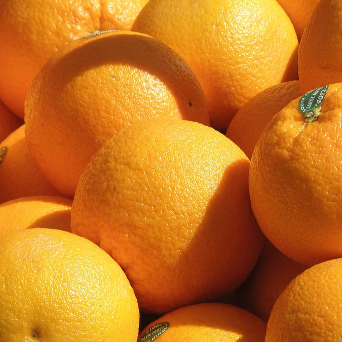 Fresh oranges/Valencia and Navel Fresh Orange/Fresh Valencia Orange