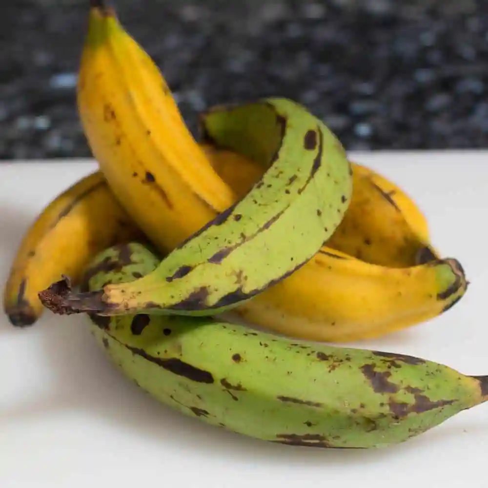 
Plantains Green Plantain Banana/Fresh Green Plantains for sale 