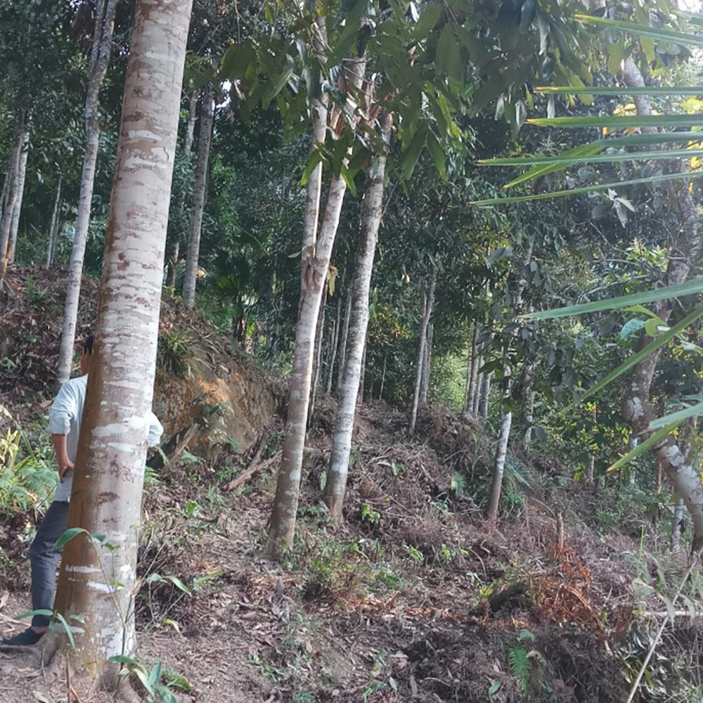 Powder Cinnamon Spices Supplier Wholesales High Quality Single Herbs & Spices Premium Quality