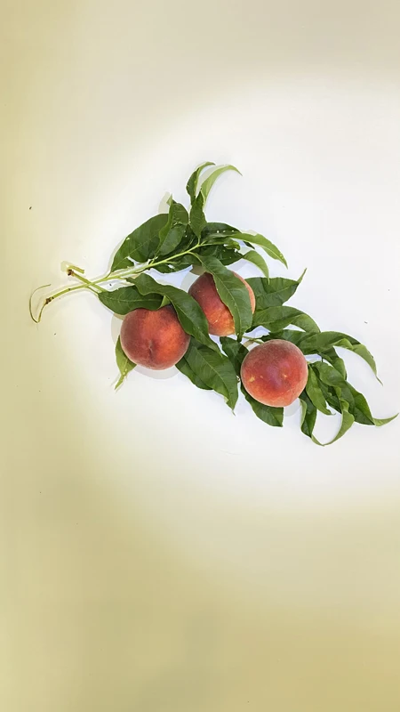 Carefully Selected Wholesale Price High Premium Quality Organic Juicy Sweet Fresh Peaches