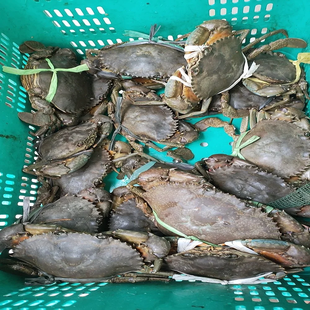 Морепродукты живой Краб/живой грязевой синий краб покупатель и ферма