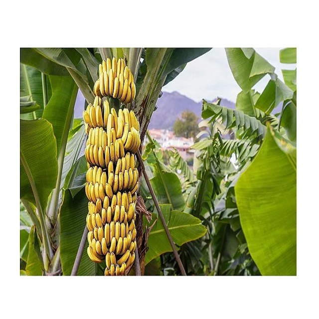 Новейший Урожай Cavendish Banana-высококачественный банан из Вьетнама-оптовая продажа для Banana GLOBAL
