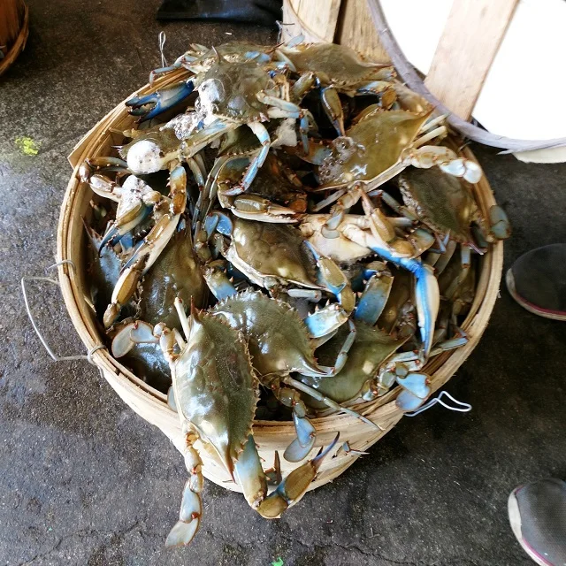 
Whole frozen steamed blue swimming crab 