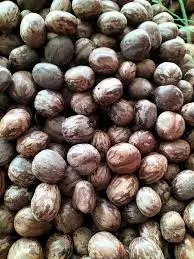 Оптовая продажа семена необработанной резины сушеные коричневые орехи MS ANNA + 84902804571