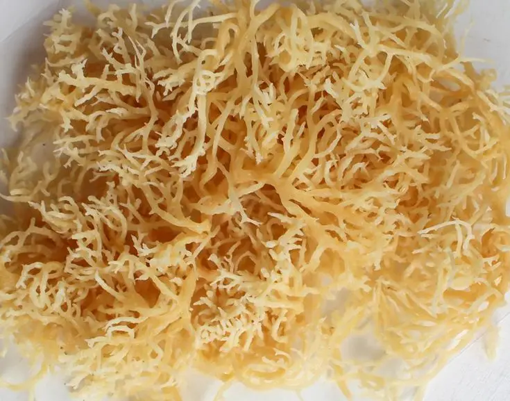 Дикий ирландский мох ручной работы/Высококачественный из Вьетнама-Кэти +