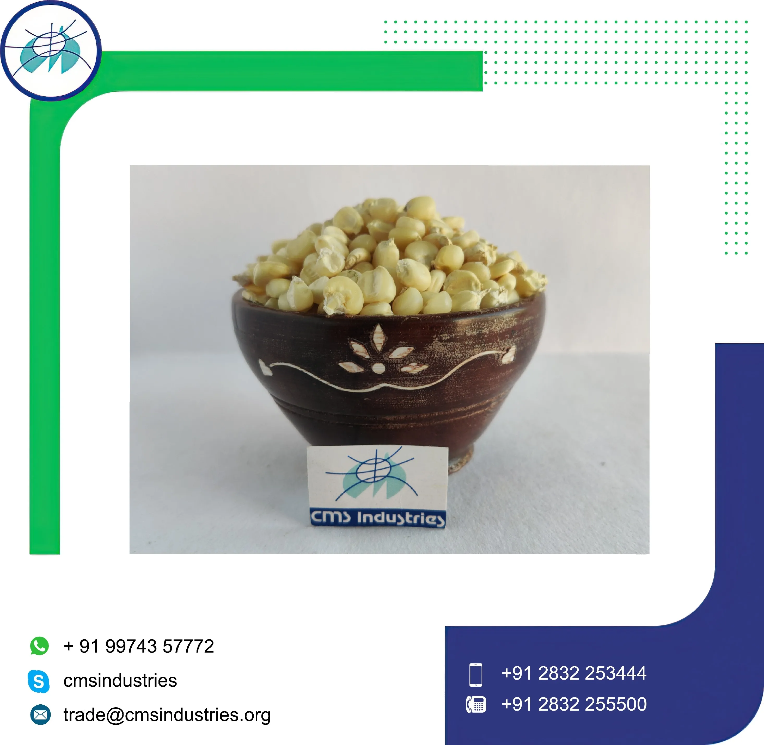 Latest Crop White Corn to Feed Animal