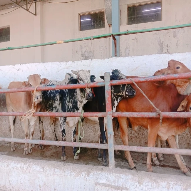 Halal Top Quality Meat / Halal Frozen Beef Meat / Body Beef COW and BUFFALO all parts