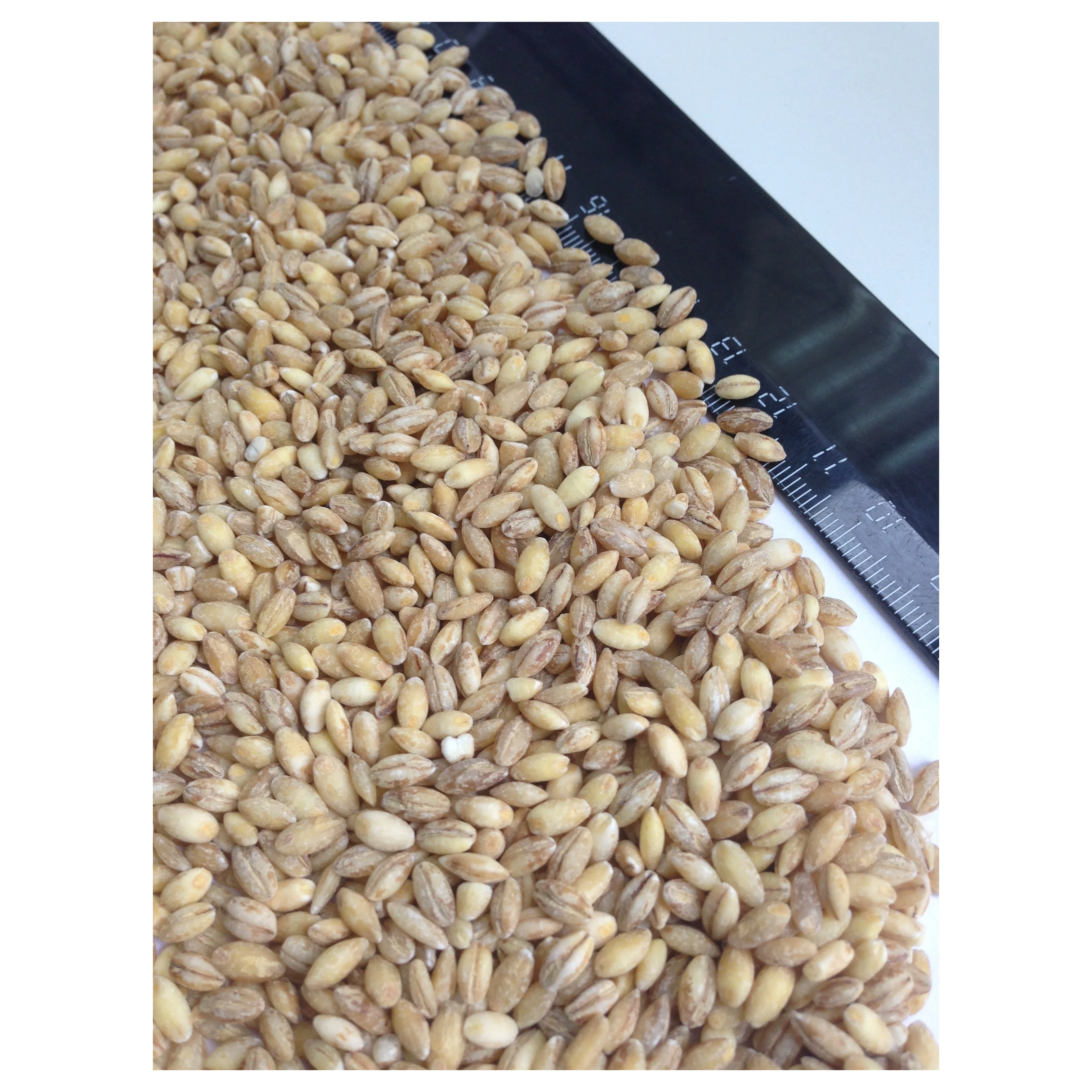 Oat grits for human consumption