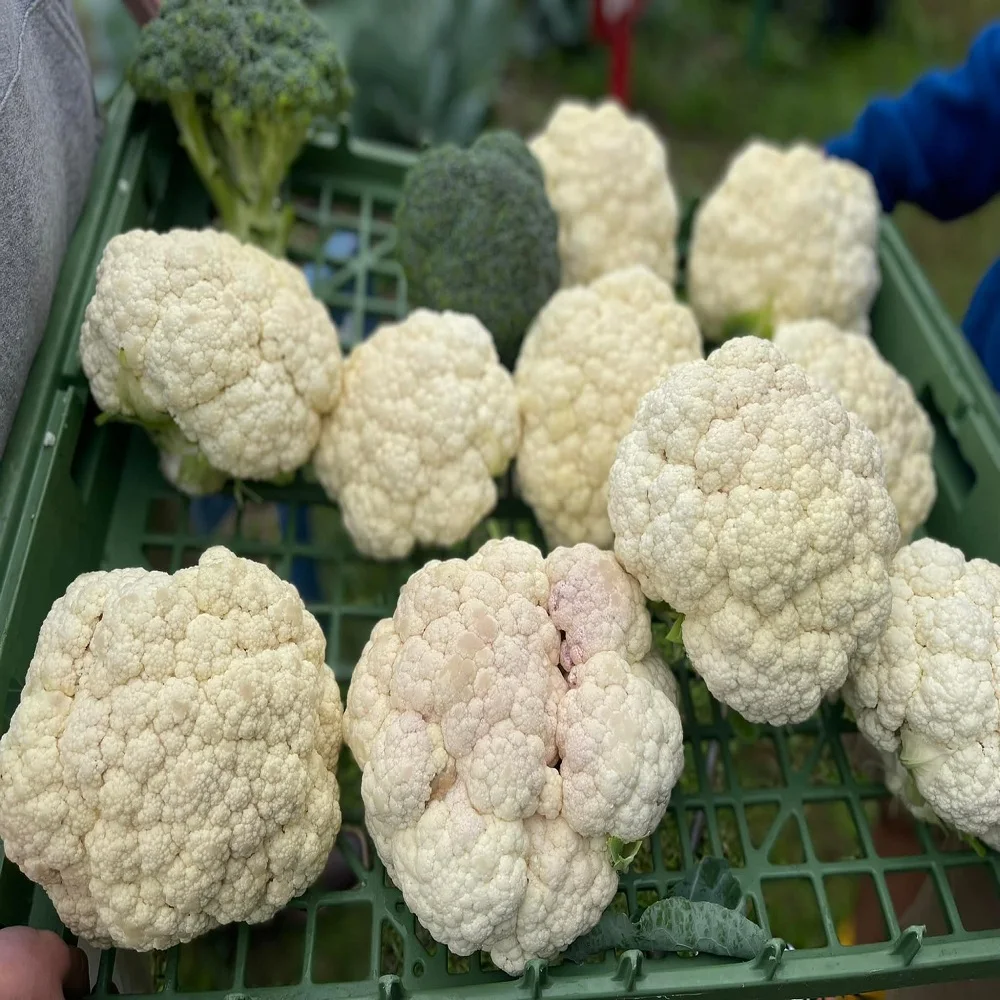 New Harvest frozen Cauliflower Fresh Green leaf Vegetables Healthy Cauliflower