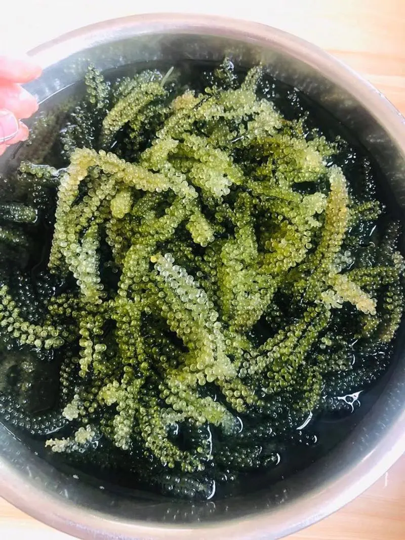 
SEAGRAPE / LATOK / GREEN CAVIAR with High Quality 