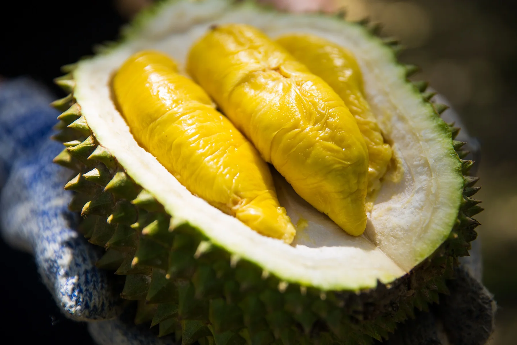 High Quality Fresh Durians IOI AA D168 from Top Malaysia Durian Fruit Supplier HALAL