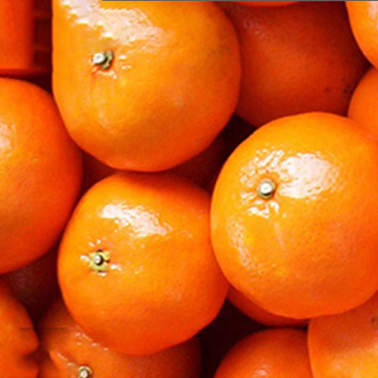 Fresh Pakistani Baby Mandarin Orange Export to Russia