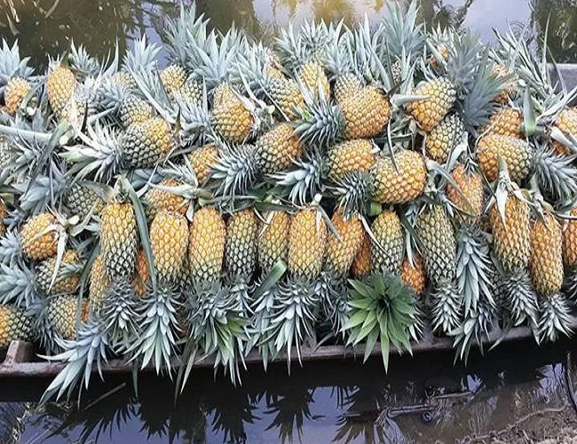 
Fresh md2 golden pineapple/frozen pineapple from Vietnam with best price_Vikafoods (+84983028718) 
