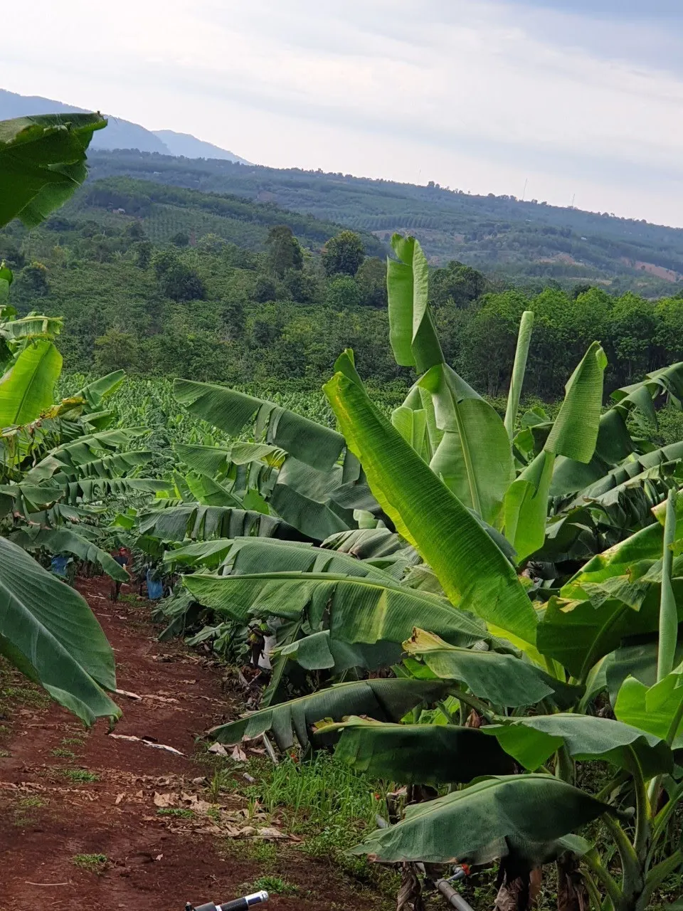 
Highly Recommend The Green Fresh Cavendish HASU Banana With VIETGAP Certification From Vietnam 